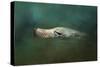 The Sea Lion Emerges-Jai Johnson-Stretched Canvas