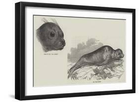 The Sea Lioness-null-Framed Giclee Print