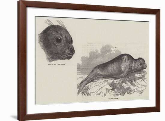 The Sea Lioness-null-Framed Giclee Print