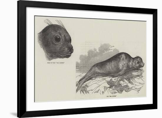 The Sea Lioness-null-Framed Giclee Print