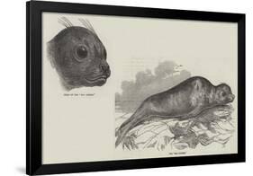 The Sea Lioness-null-Framed Giclee Print