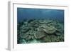 The Seafloor Is Covered by Reef-Building Corals in Indonesia-Stocktrek Images-Framed Photographic Print