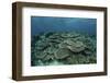 The Seafloor Is Covered by Reef-Building Corals in Indonesia-Stocktrek Images-Framed Photographic Print