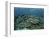 The Seafloor Is Covered by Reef-Building Corals in Indonesia-Stocktrek Images-Framed Photographic Print