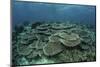 The Seafloor Is Covered by Reef-Building Corals in Indonesia-Stocktrek Images-Mounted Photographic Print