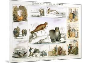 The Seal and the Walrus, C1850-Benjamin Waterhouse Hawkins-Mounted Giclee Print