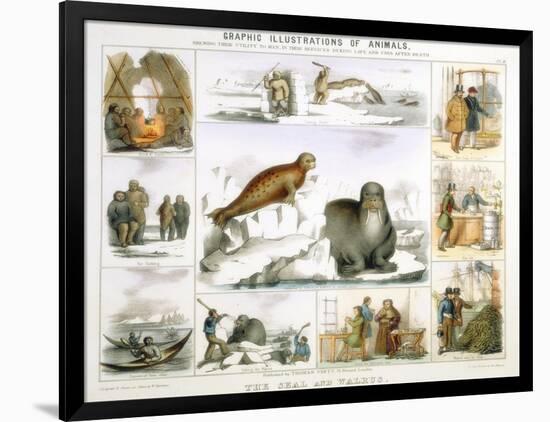 The Seal and the Walrus, C1850-Benjamin Waterhouse Hawkins-Framed Giclee Print