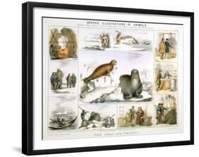 The Seal and the Walrus, C1850-Benjamin Waterhouse Hawkins-Framed Giclee Print