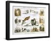 The Seal and the Walrus, C1850-Benjamin Waterhouse Hawkins-Framed Giclee Print