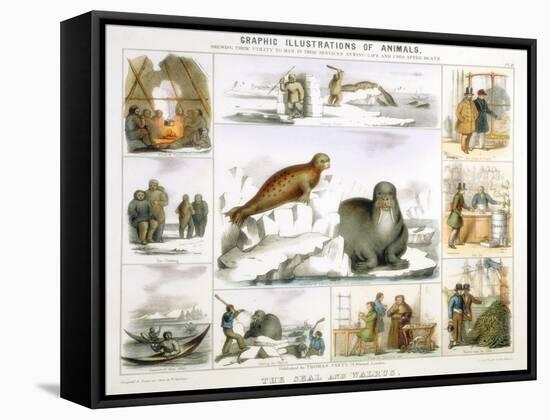 The Seal and the Walrus, C1850-Benjamin Waterhouse Hawkins-Framed Stretched Canvas