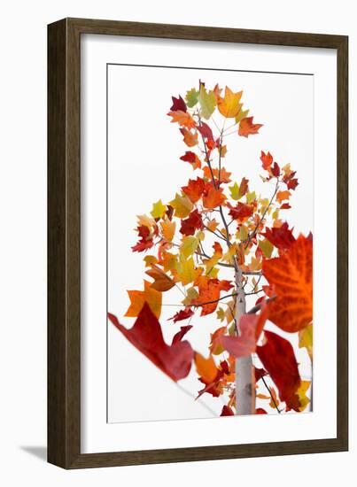 The Season Glow-Philippe Sainte-Laudy-Framed Photographic Print