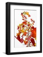 The Season Glow-Philippe Sainte-Laudy-Framed Photographic Print