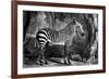The Sebra, or Wild Ass, Engraved by George Townley Stubbs, 1771 (Mezzotint)-George Stubbs-Framed Giclee Print