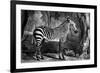 The Sebra, or Wild Ass, Engraved by George Townley Stubbs, 1771 (Mezzotint)-George Stubbs-Framed Giclee Print