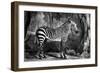 The Sebra, or Wild Ass, Engraved by George Townley Stubbs, 1771 (Mezzotint)-George Stubbs-Framed Giclee Print