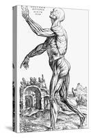 The Second Plate of the Muscles, from Book II of De Humani Corporis Fabrica, 1543-Andreas Vesalius-Stretched Canvas