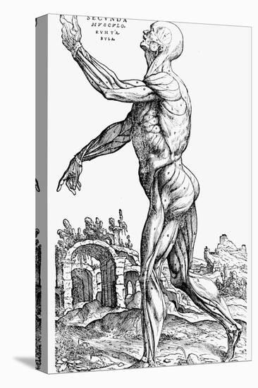 The Second Plate of the Muscles, from Book II of De Humani Corporis Fabrica, 1543-Andreas Vesalius-Stretched Canvas