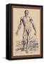 The Second Plate of the Muscles-Andreas Vesalius-Framed Stretched Canvas