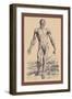 The Second Plate of the Muscles-Andreas Vesalius-Framed Art Print