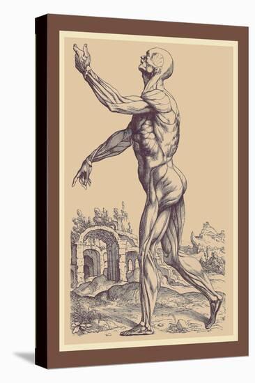 The Second Plate of the Muscles-Andreas Vesalius-Stretched Canvas