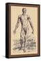 The Second Plate of the Muscles-Andreas Vesalius-Framed Stretched Canvas