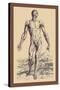 The Second Plate of the Muscles-Andreas Vesalius-Stretched Canvas