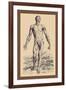 The Second Plate of the Muscles-Andreas Vesalius-Framed Art Print