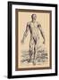 The Second Plate of the Muscles-Andreas Vesalius-Framed Art Print