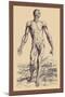 The Second Plate of the Muscles-Andreas Vesalius-Mounted Art Print