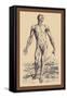 The Second Plate of the Muscles-Andreas Vesalius-Framed Stretched Canvas