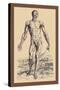 The Second Plate of the Muscles-Andreas Vesalius-Stretched Canvas