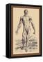 The Second Plate of the Muscles-Andreas Vesalius-Framed Stretched Canvas