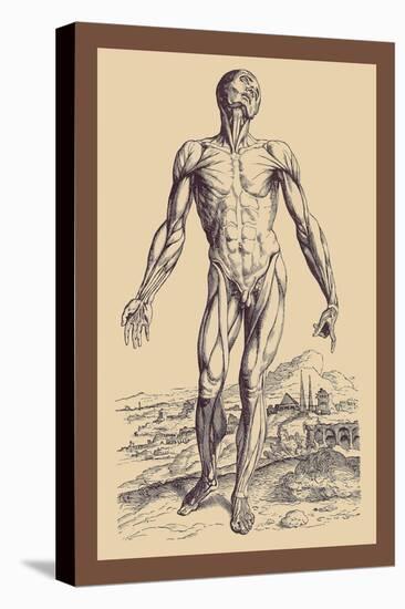 The Second Plate of the Muscles-Andreas Vesalius-Stretched Canvas