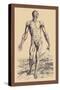 The Second Plate of the Muscles-Andreas Vesalius-Stretched Canvas