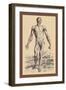 The Second Plate of the Muscles-Andreas Vesalius-Framed Art Print