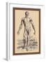 The Second Plate of the Muscles-Andreas Vesalius-Framed Art Print