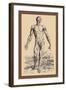 The Second Plate of the Muscles-Andreas Vesalius-Framed Art Print