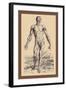 The Second Plate of the Muscles-Andreas Vesalius-Framed Art Print