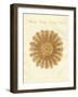 The See Urchin-Shaped Starfish-null-Framed Giclee Print