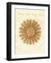 The See Urchin-Shaped Starfish-null-Framed Giclee Print