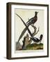 The Senegal Coly and the White Backed Coly-null-Framed Giclee Print