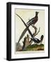 The Senegal Coly and the White Backed Coly-null-Framed Giclee Print