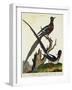 The Senegal Coly and the White Backed Coly-null-Framed Giclee Print