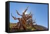The Sentinel Tree in Bristlecone Pine Forest, Inyo, California, USA-Don Paulson-Framed Stretched Canvas