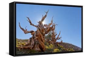 The Sentinel Tree in Bristlecone Pine Forest, Inyo, California, USA-Don Paulson-Framed Stretched Canvas