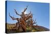 The Sentinel Tree in Bristlecone Pine Forest, Inyo, California, USA-Don Paulson-Stretched Canvas