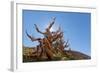 The Sentinel Tree in Bristlecone Pine Forest, Inyo, California, USA-Don Paulson-Framed Photographic Print