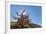 The Sentinel Tree in Bristlecone Pine Forest, Inyo, California, USA-Don Paulson-Framed Photographic Print