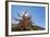 The Sentinel Tree in Bristlecone Pine Forest, Inyo, California, USA-Don Paulson-Framed Photographic Print