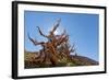 The Sentinel Tree in Bristlecone Pine Forest, Inyo, California, USA-Don Paulson-Framed Photographic Print